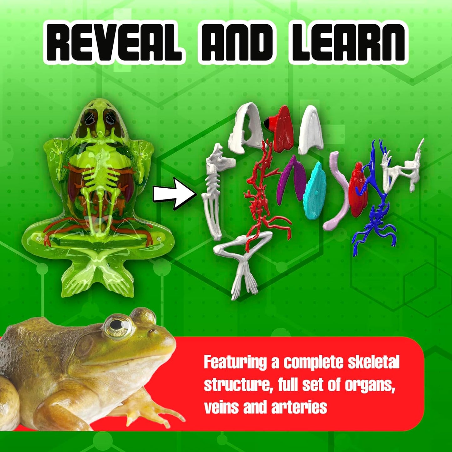 Dissect-It Kit for Kids, Simulated Synthetic Lab Dissection Toy, Frog Super Lab STEM Toys for Animal Science, Biology, and Anatomy