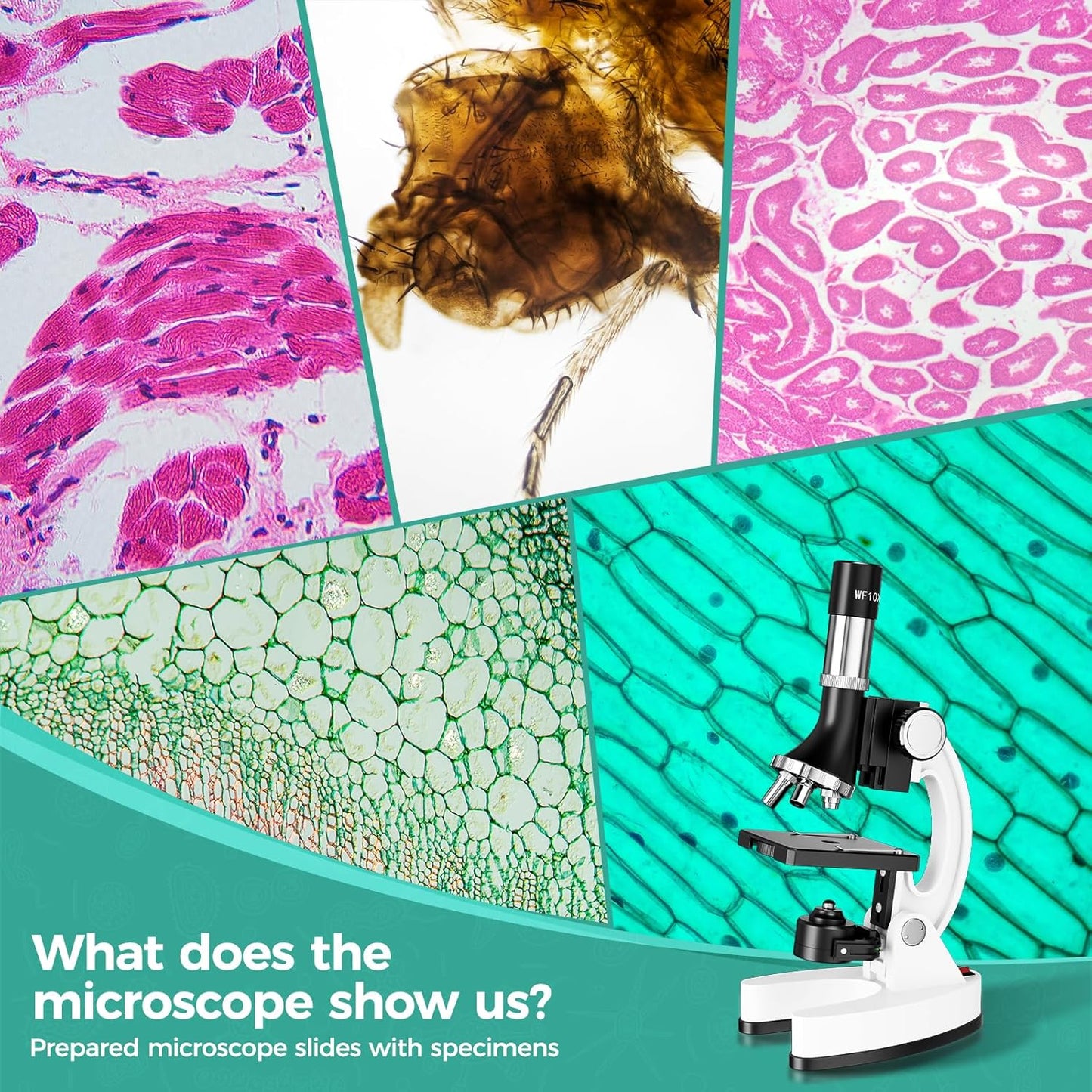 2400X Kids Microscope Science Kit - Handheld Microscope for Kids with Prepared Slides Metal Body LED Light Carrying Box Educational Compound Toy Set for Children Ages 8-12 5 Year Old Boys & Girls Gift