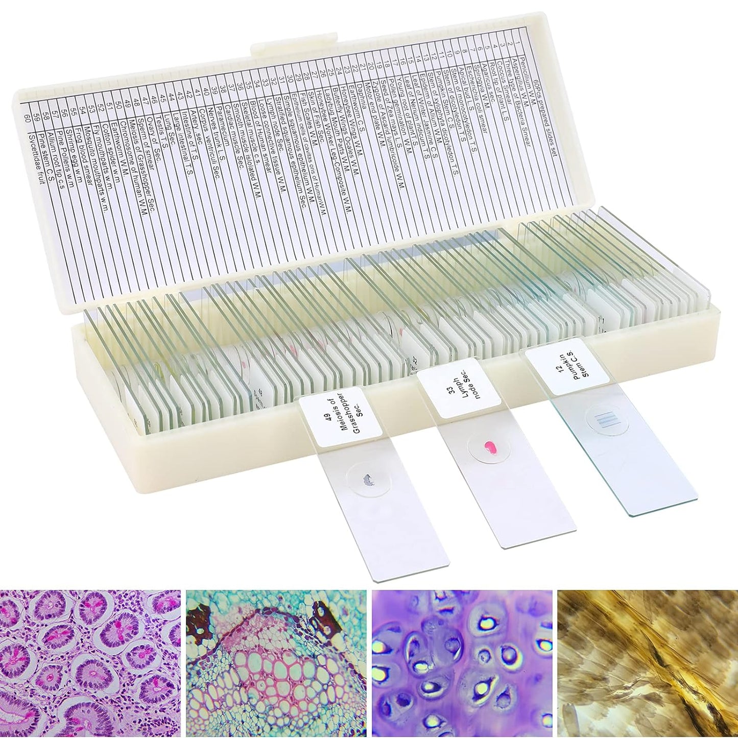 60 Microscope Slides with Specimens for Kids, Prepared Microscope Slides for Kids Microbiology, Prepared Microscope Slides for Adults